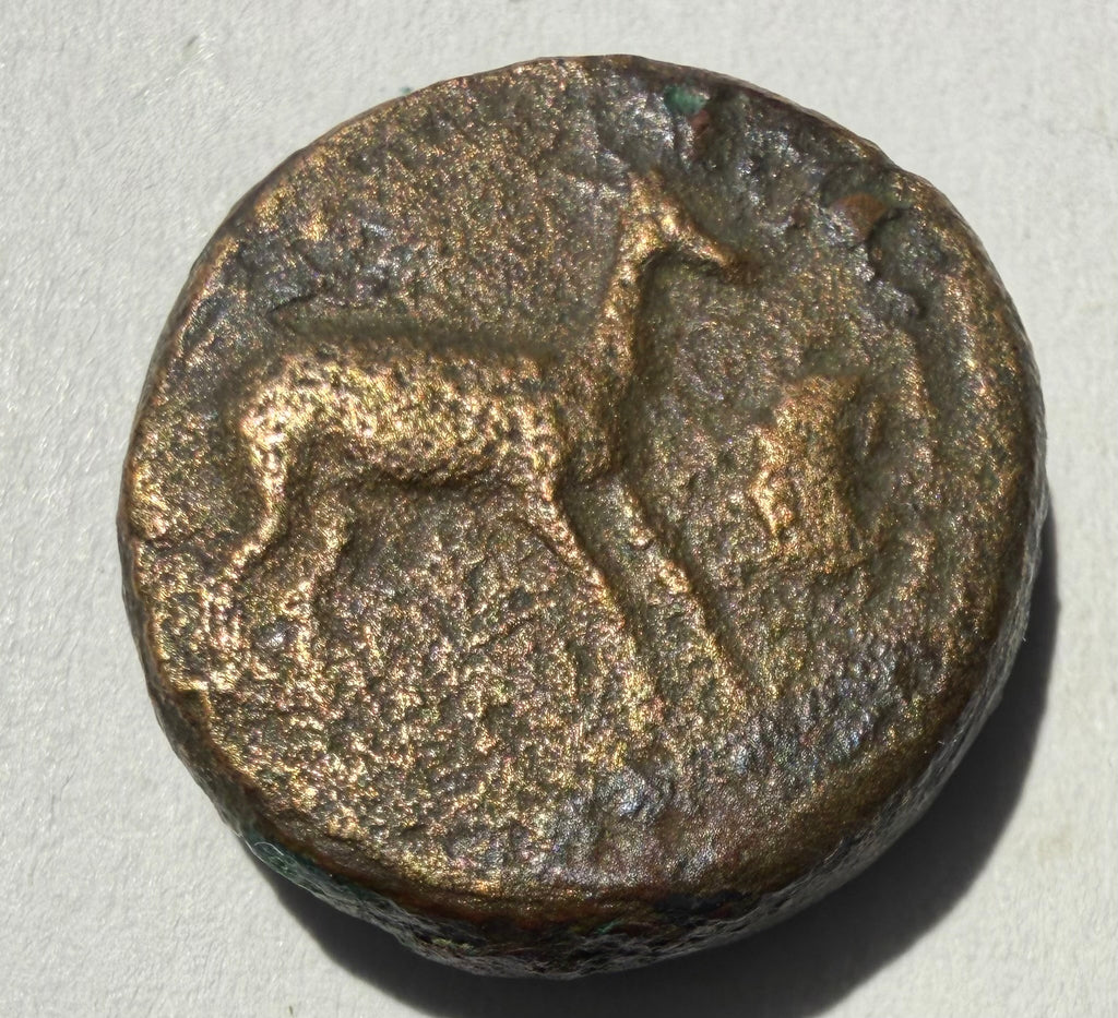 Cyrenaica. Gazella and crab./silphium AE18-found Apollonia-ex rare