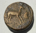 Cyrenaica. Gazella and crab./silphium AE18-found Apollonia-ex rare