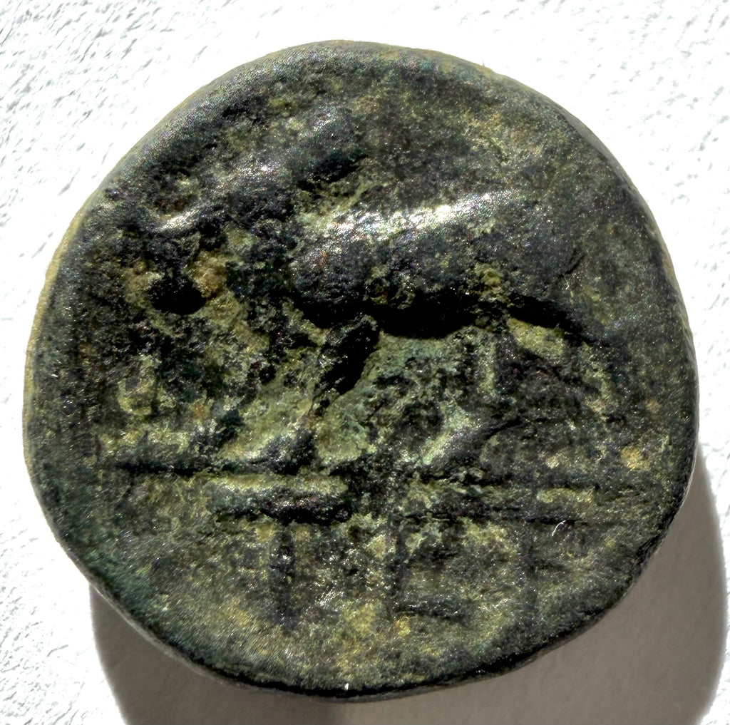 Macedonia AE13 Apollo/ bull left. Terone 350-300 BC