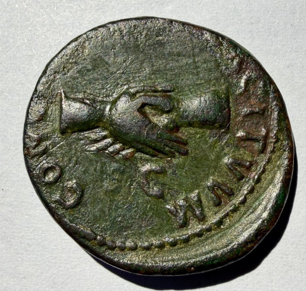 Roman AE as Nerva 96 AD Clasped Hands Concordia Exercituum-high grade